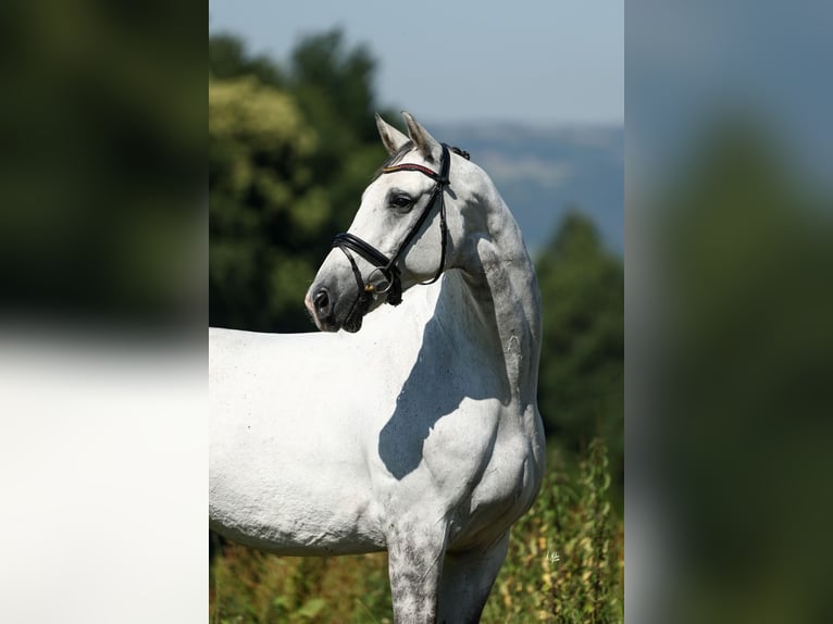 Spanisches Sportpferd Wallach 9 Jahre 170 cm Schimmel in Silleda (Casco Urbano)