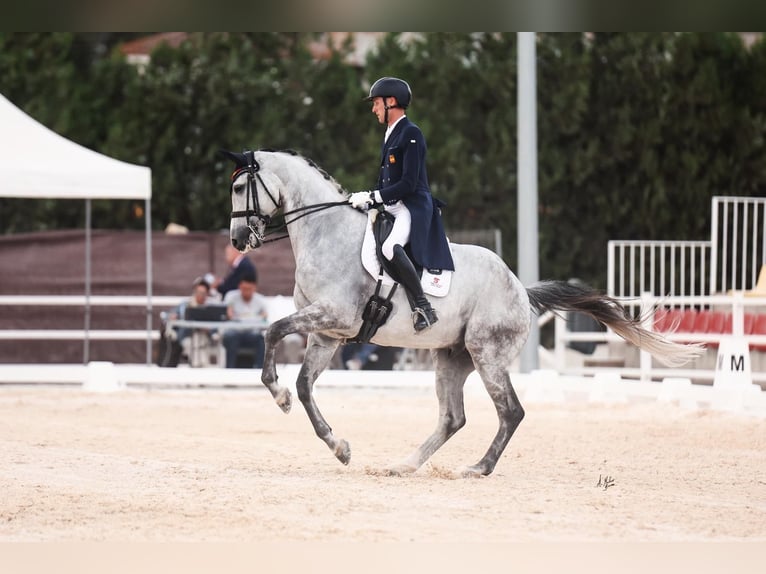 Spanisches Sportpferd Wallach 9 Jahre 170 cm Schimmel in Silleda (Casco Urbano)