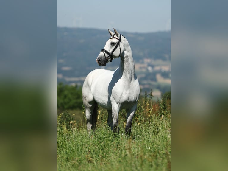 Spanisches Sportpferd Wallach 9 Jahre 170 cm Schimmel in Silleda (Casco Urbano)
