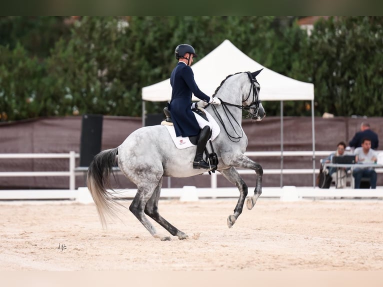 Spanisches Sportpferd Wallach 9 Jahre 170 cm Schimmel in Silleda (Casco Urbano)
