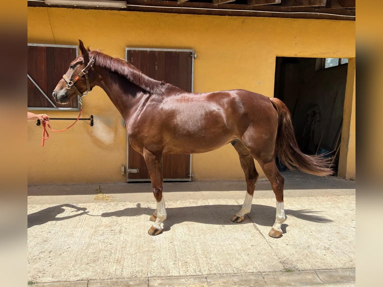 Spanisches Sportpferd Wallach 9 Jahre Fuchs in Madrid