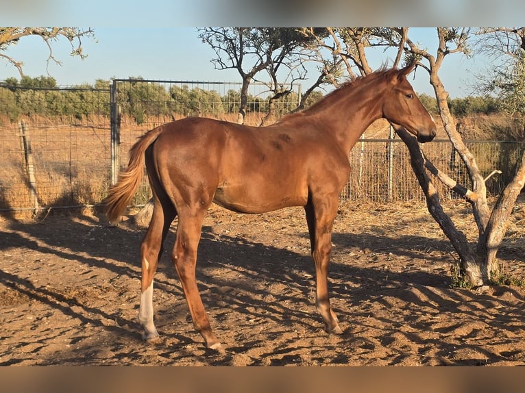 Spanisches Sportpferd Wallach Fohlen (01/2025) in Bencarron (Utrera)