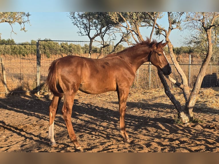 Spanisches Sportpferd Wallach Fohlen (01/2025) in Bencarron (Utrera)