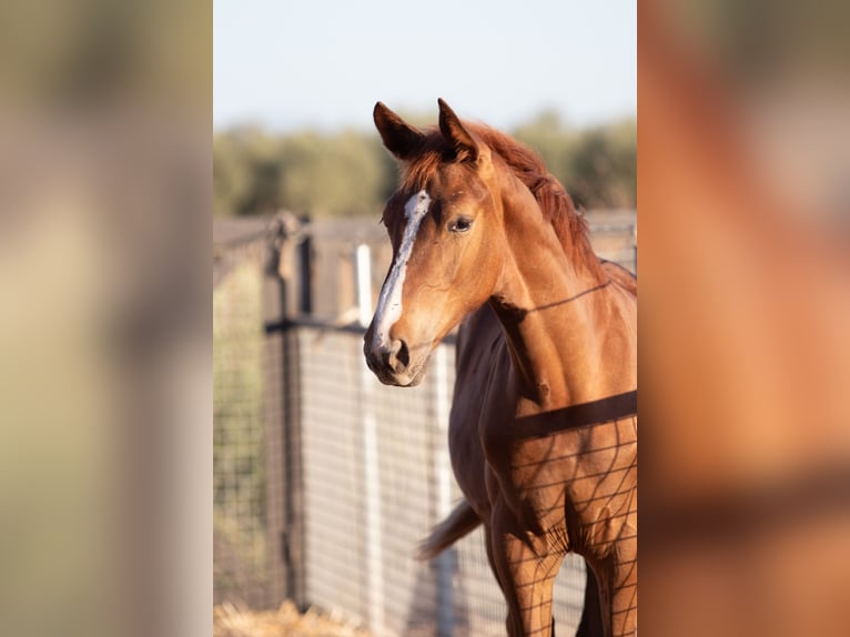 Spanisches Sportpferd Wallach Fohlen (01/2025) in Bencarron (Utrera)
