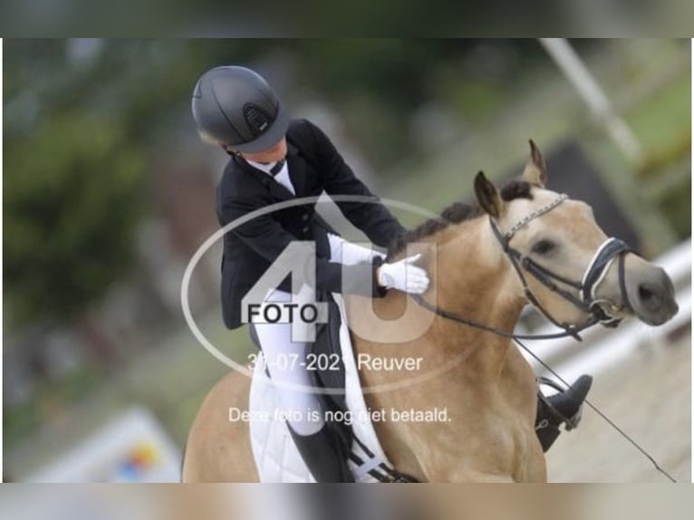 Spanish Sporthorse Gelding 10 years 14,1 hh Buckskin in Beek