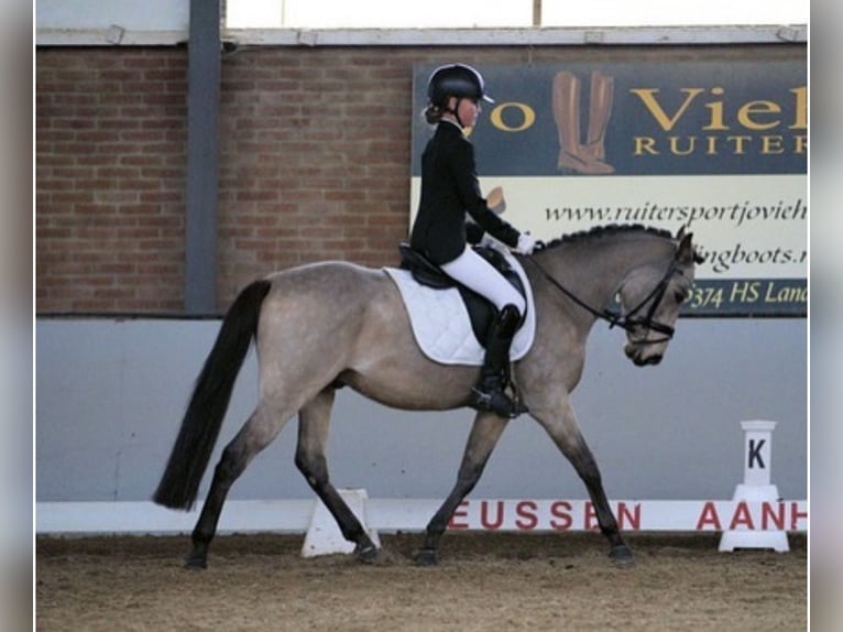 Spanish Sporthorse Gelding 10 years 14,1 hh Buckskin in Beek