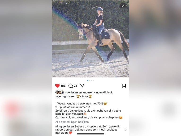 Spanish Sporthorse Gelding 10 years 14,1 hh Buckskin in Beek