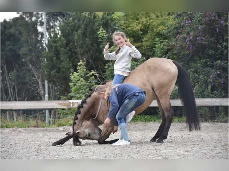 Spanish Sporthorse Gelding 10 years 14,1 hh Buckskin in Beek