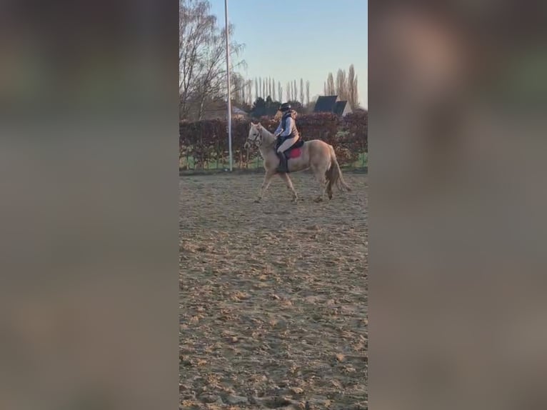 Spanish Sporthorse Gelding 10 years 14.1 hh Palomino in Geel