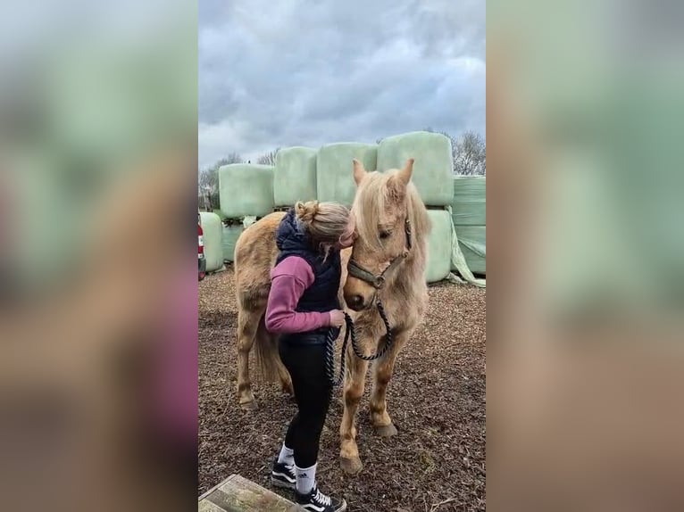 Spanish Sporthorse Gelding 10 years 14.1 hh Palomino in Geel