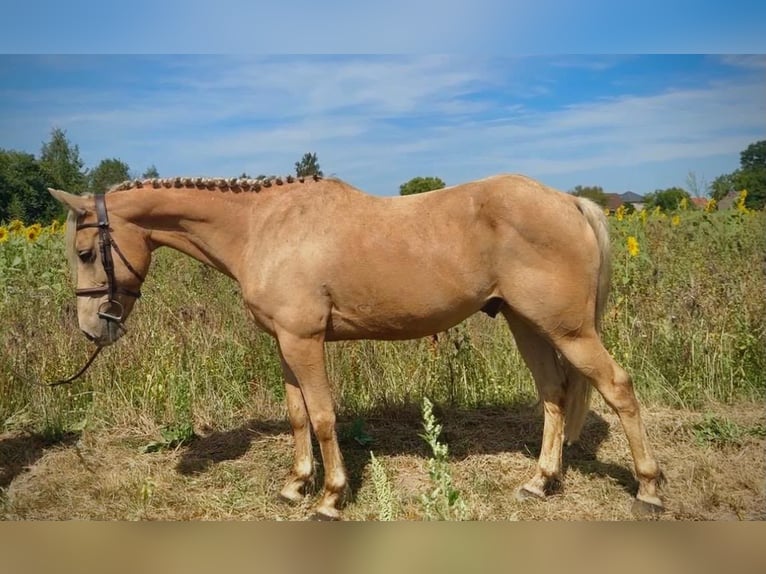 Spanish Sporthorse Gelding 10 years 14.1 hh Palomino in Geel