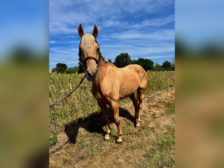 Spanish Sporthorse Gelding 10 years 14.1 hh Palomino in Geel