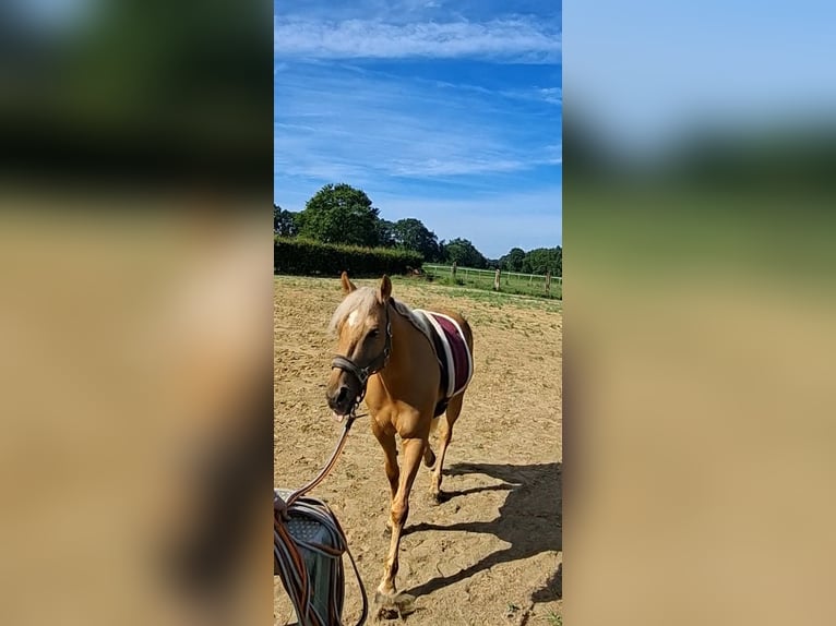 Spanish Sporthorse Gelding 10 years 14.1 hh Palomino in Geel