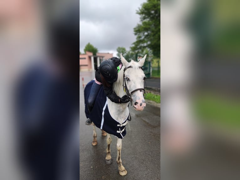 Spanish Sporthorse Gelding 10 years 14 hh Gray in Zaragoza