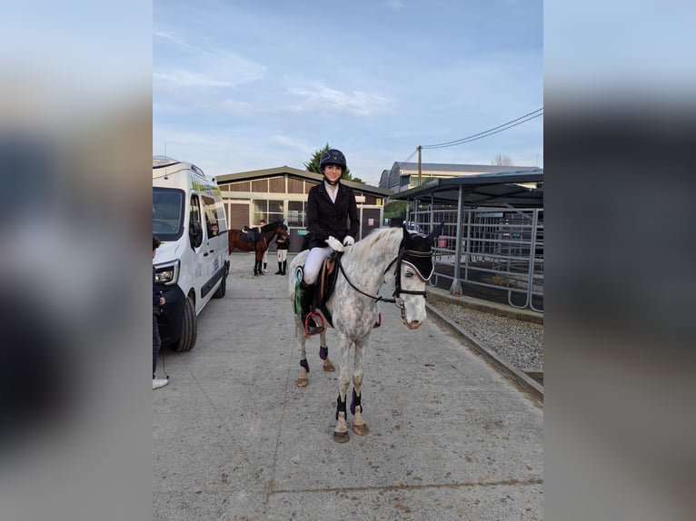 Spanish Sporthorse Gelding 10 years 14 hh Gray in Zaragoza