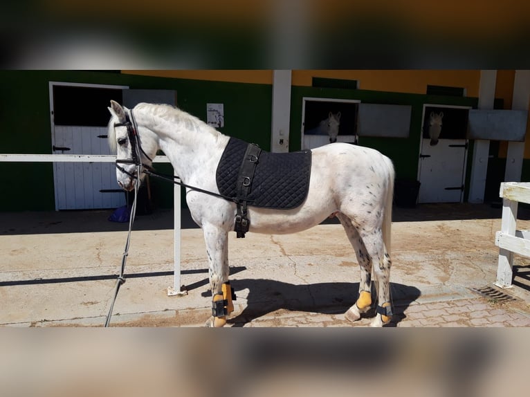 Spanish Sporthorse Gelding 10 years 14 hh Gray in Zaragoza