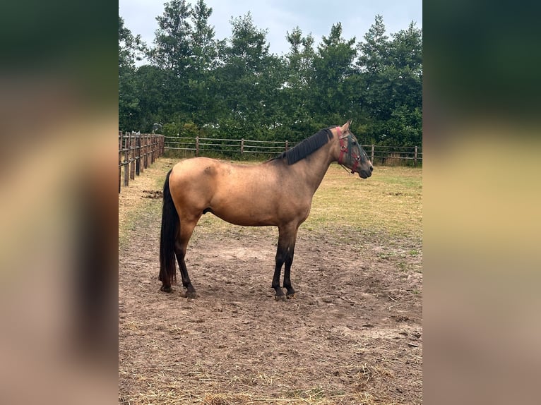 Spanish Sporthorse Gelding 10 years 14,1 hh Buckskin in Oud Gastel
