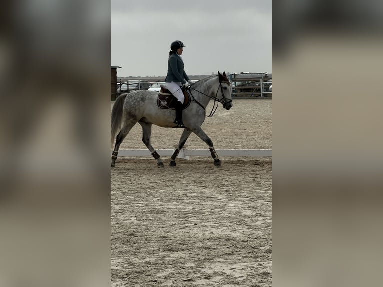 Spanish Sporthorse Gelding 10 years 15,2 hh Gray-Dapple in Barrio De El Castillo