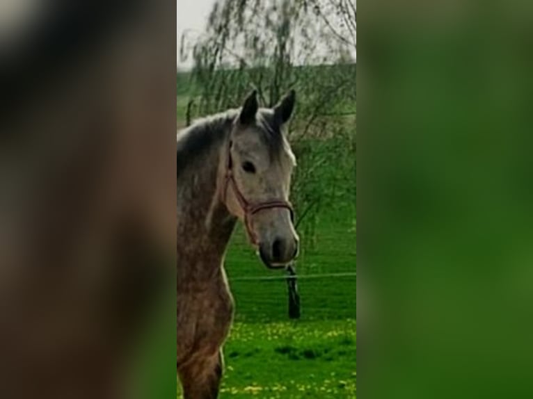 Spanish Sporthorse Mix Gelding 10 years 15.2 hh Grey in Penig