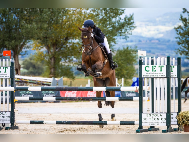 Spanish Sporthorse Gelding 10 years 16.2 hh Bay-Dark in Barcelona