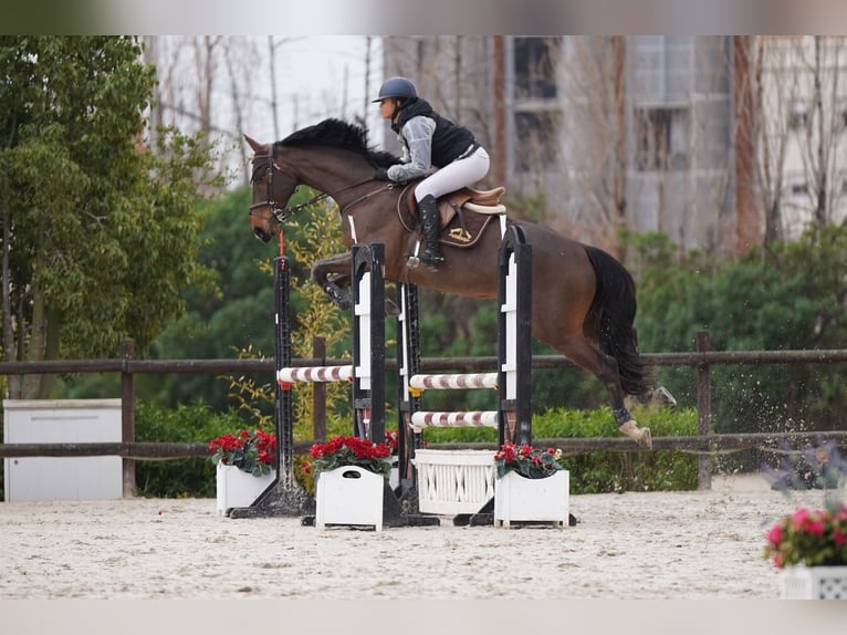 Spanish Sporthorse Gelding 10 years 16.2 hh Bay-Dark in Barcelona