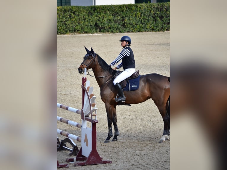 Spanish Sporthorse Gelding 10 years 16.2 hh Bay-Dark in Barcelona