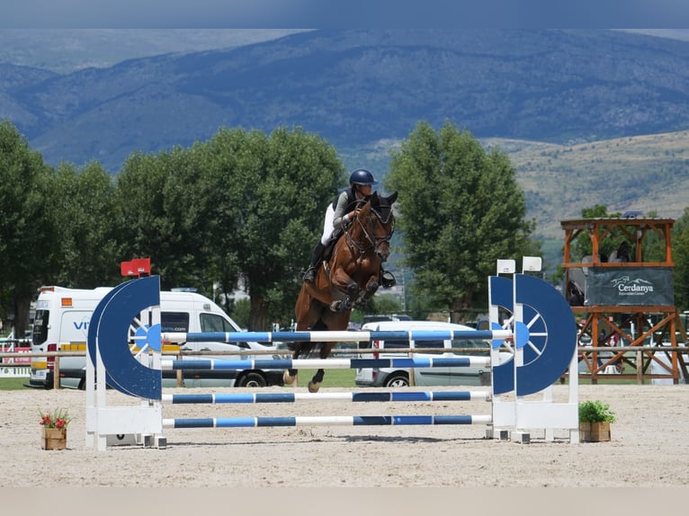 Spanish Sporthorse Gelding 10 years 16.2 hh Bay-Dark in Barcelona