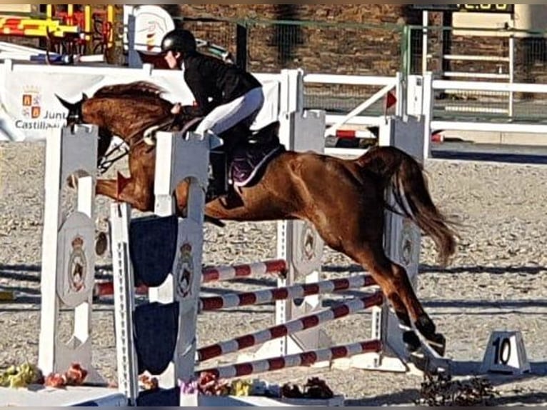 Spanish Sporthorse Mix Gelding 10 years 16 hh Chestnut-Red in Castro Urdiales