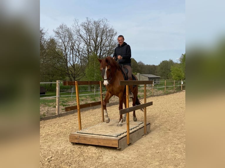 Spanish Sporthorse Gelding 10 years 16 hh Chestnut-Red in Eickhof