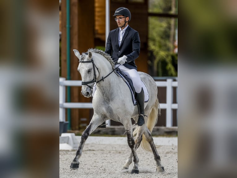 Spanish Sporthorse Gelding 10 years 16 hh Gray in Benagolf (San Antonio) (Urbanizacion)