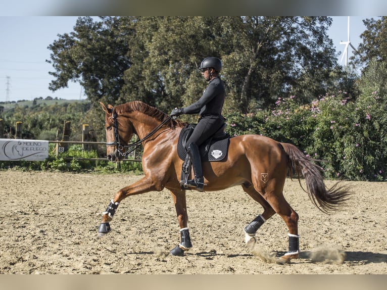 Spanish Sporthorse Gelding 10 years 17,3 hh Chestnut-Red in Los Barrios