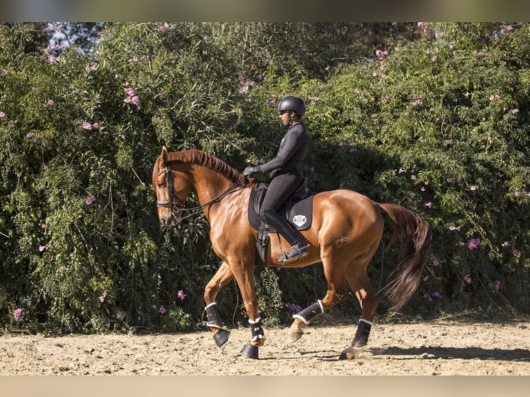 Spanish Sporthorse Gelding 10 years 17,3 hh Chestnut-Red in Los Barrios