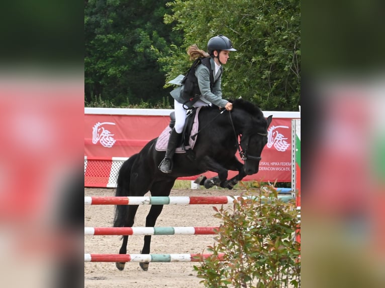 Spanish Sporthorse Gelding 11 years 12,2 hh Black in Garagartza (Mendaro)