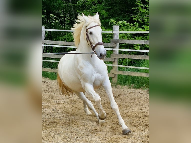 Spanish Sporthorse Gelding 11 years 15.2 hh Grey in Tulle