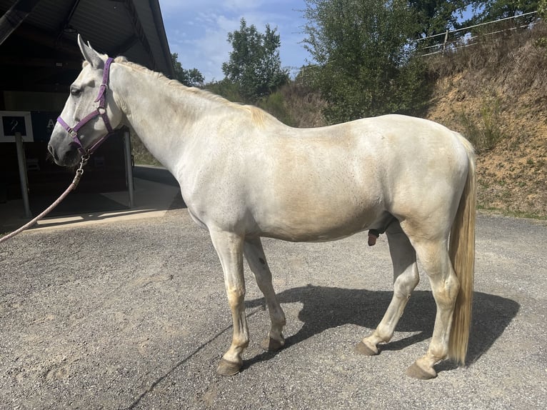 Spanish Sporthorse Gelding 11 years 15.2 hh Grey in Tulle