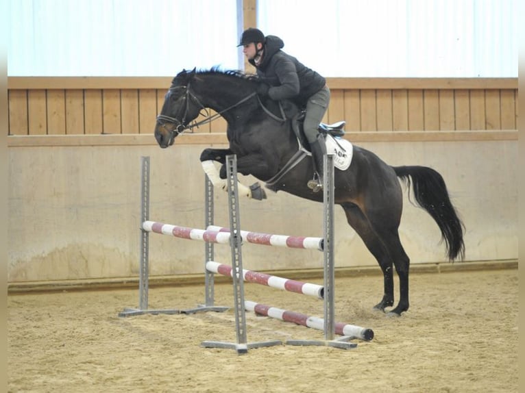 Spanish Sporthorse Gelding 11 years 16,1 hh Bay-Dark in Wellheim