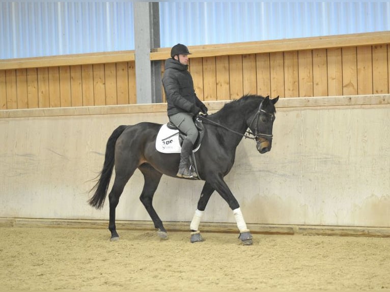 Spanish Sporthorse Gelding 11 years 16,1 hh Bay-Dark in Wellheim