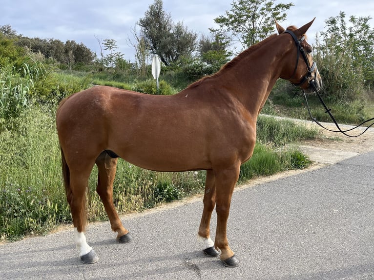 Spanish Sporthorse Gelding 11 years 16,2 hh Chestnut-Red in Monzon