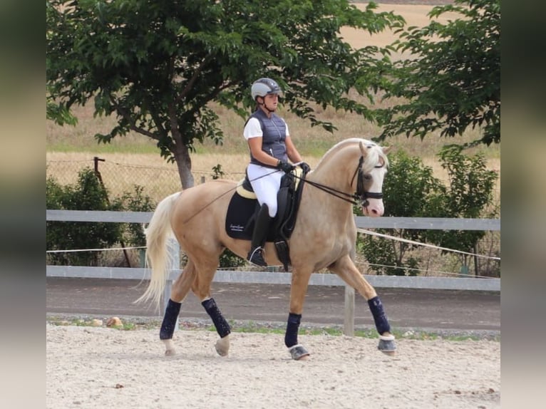 Spanish Sporthorse Gelding 11 years 16,1 hh Palomino in Conde Cortichelles, Del (Masia)