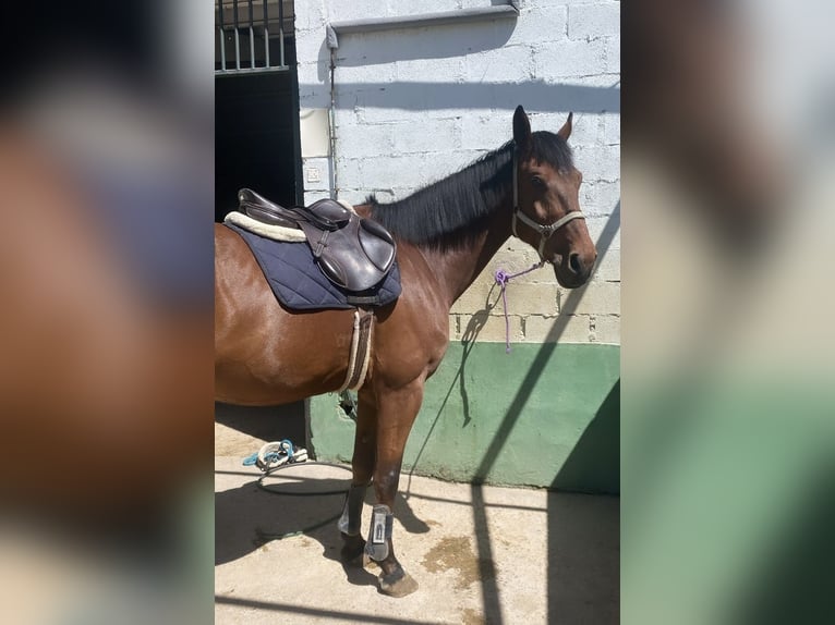 Spanish Sporthorse Gelding 11 years 18.2 hh Brown in Trijueque