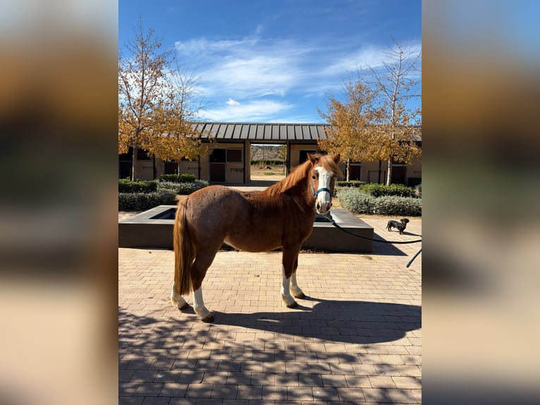 Spanish Sporthorse Gelding 12 years 11,2 hh Chestnut in San Martin de la Vega