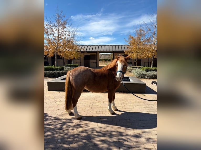 Spanish Sporthorse Gelding 12 years 11,2 hh Chestnut in San Martin de la Vega