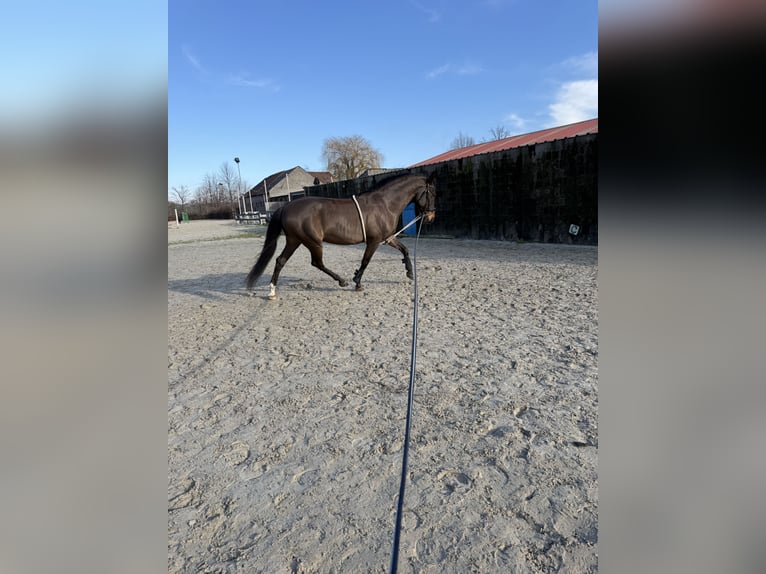 Spanish Sporthorse Gelding 12 years 14.2 hh Brown in Kortessem