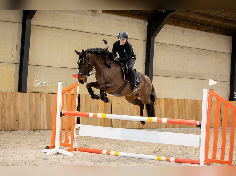 Spanish Sporthorse Gelding 12 years 14,2 hh Brown in Kortessem