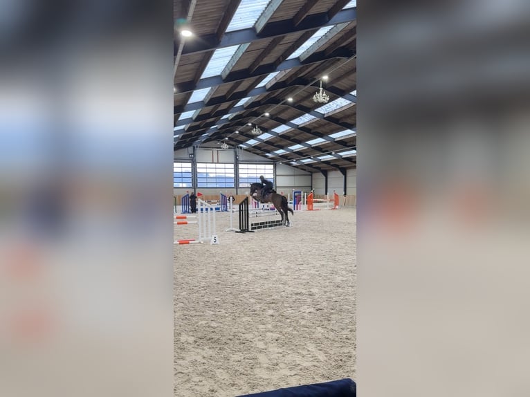 Spanish Sporthorse Gelding 12 years 14,2 hh Brown in Kortessem