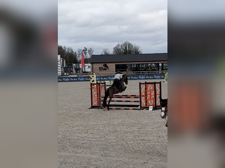 Spanish Sporthorse Gelding 12 years 14,2 hh Brown in Kortessem