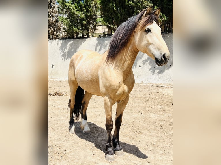 Spanish Sporthorse Mix Gelding 12 years 14,2 hh Dun in Calpe