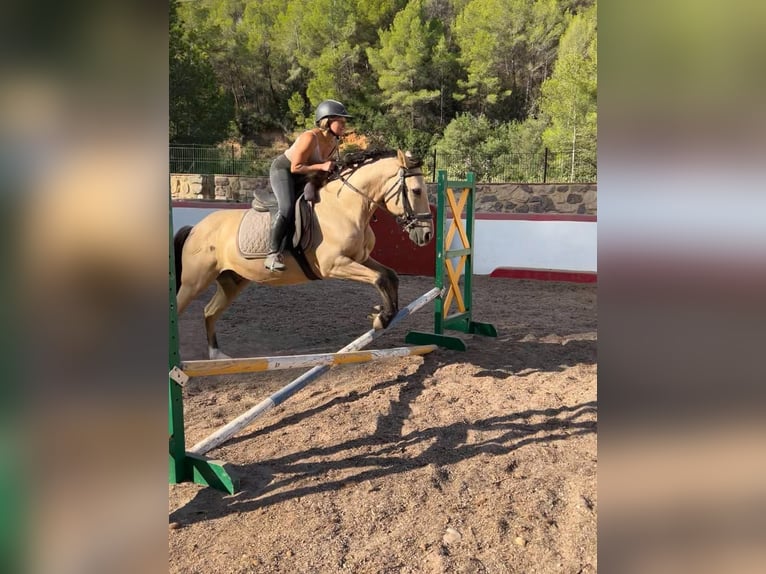 Spanish Sporthorse Mix Gelding 12 years 14,2 hh Dun in Calpe