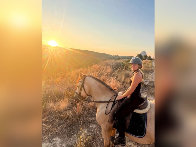 Spanish Sporthorse Mix Gelding 12 years 14,2 hh Dun in Calpe