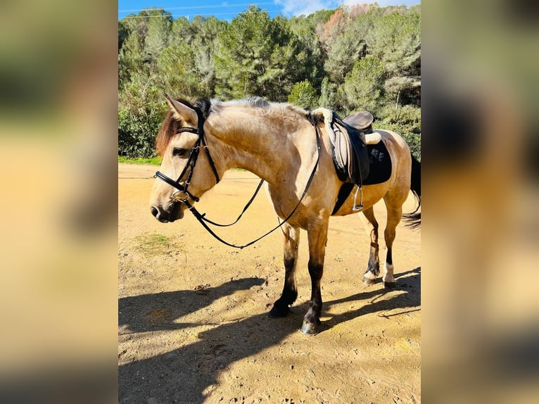 Spanish Sporthorse Mix Gelding 12 years 14,2 hh Dun in Calpe